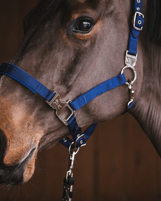 Fager Smart Halter Blue - Horse Bit Emporium