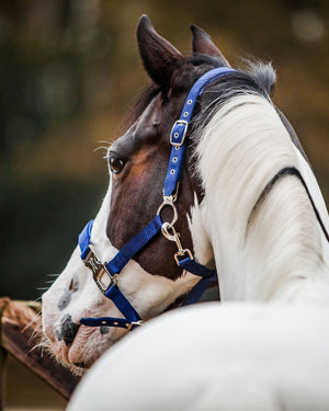 Fager Smart Halter Blue - Horse Bit Emporium