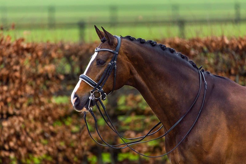 Trust Aachen Double Bridle Patent Black on Black - Horse Bit Emporium