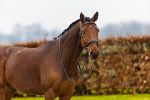 Trust Amsterdam Anatomic Bridle with Flash - Horse Bit Emporium