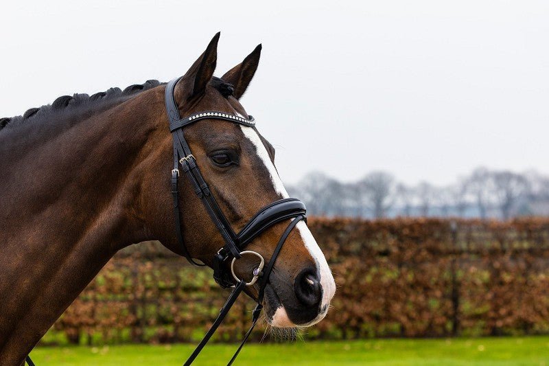 Trust Rotterdam Crank Snaffle Bridle - Black Patent on Black - Horse Bit Emporium