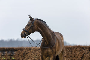 Trust Verden Crank Snaffle Bridle - Horse Bit Emporium