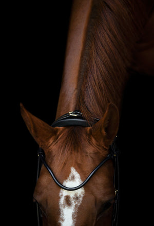 Utzon Edinburgh Dressage Bridle - Horse Bit Emporium