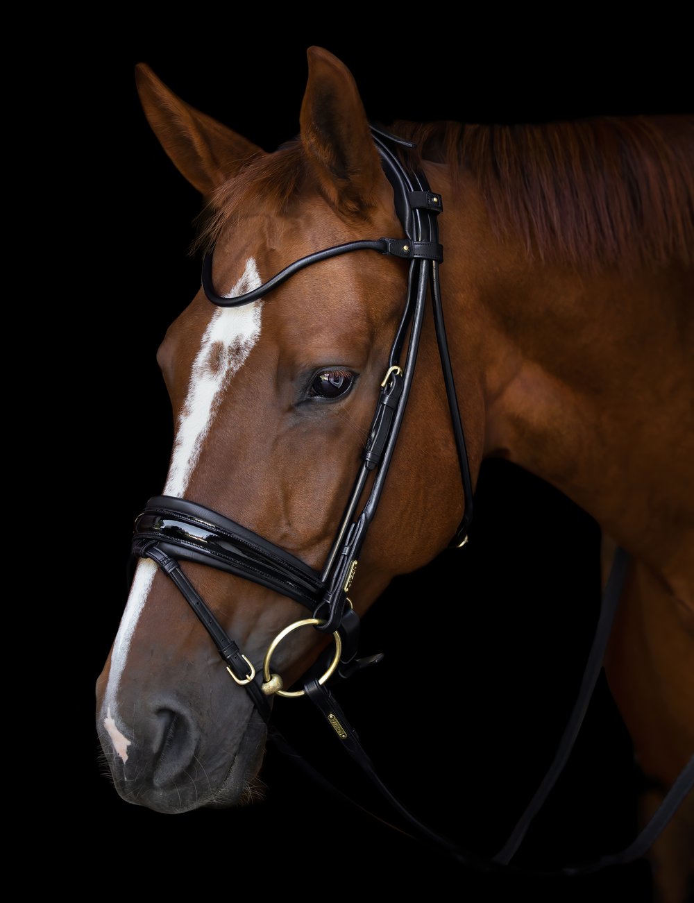 Utzon Edinburgh Dressage Bridle - Horse Bit Emporium