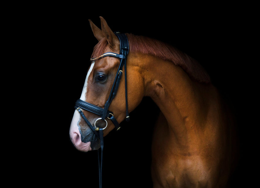 Utzon Olympic Dressage Bridle - Horse Bit Emporium